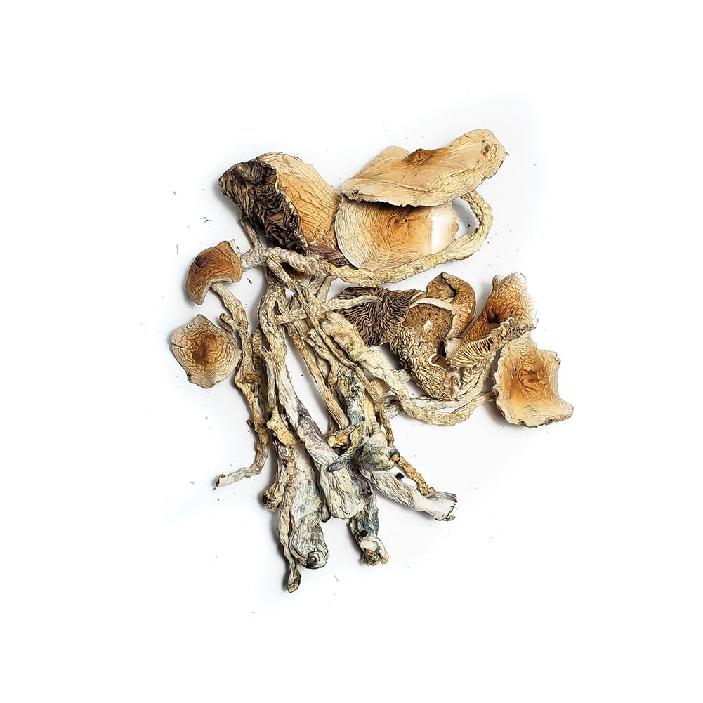 African-Transkei-Magic-Mushroom Buy African Transkei Mushrooms Online NZ