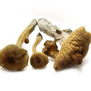 Alacabenzi Mushroom for sale in New Zealand