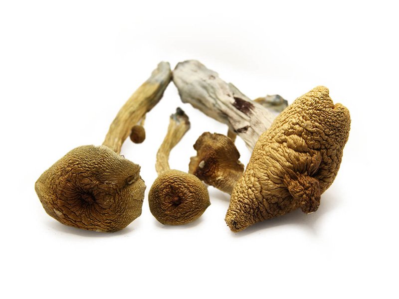 Alacabenzi-Magic-Mushroom Alacabenzi Mushroom for sale in New Zealand