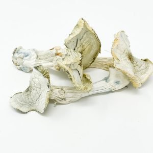 Albino A+ Mushrooms For Sale Online New Zealand