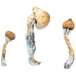 Albino Penis Envy Mushroom For Sale Online New Zealand
