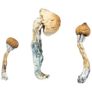 Albino Penis Envy Mushroom For Sale Online New Zealand