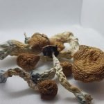 Buy Amazonian Mushroom Online New Zealand