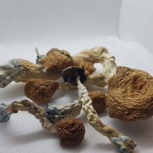 Buy Amazonian Mushroom Online New Zealand