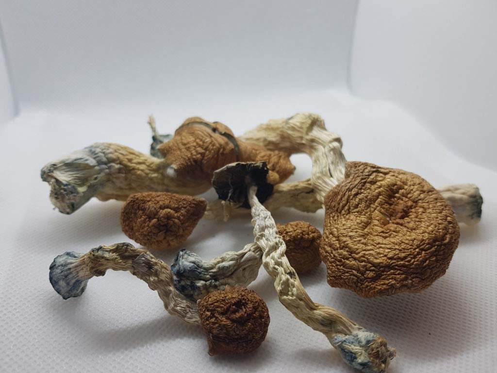 Amazonian-Magic-Mushrooms Buy Amazonian Mushroom Online New Zealand