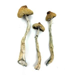 Buy Arenal Volcano Mushrooms Online New Zealand