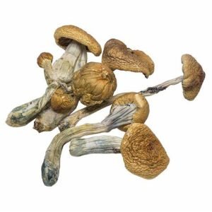 B+ Mushrooms For Sale Online New Zealand