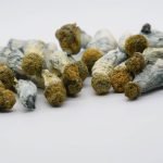 Buy Blue Goba Mushrooms Online New Zealand
