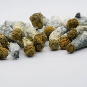 Buy Blue Goba Mushrooms Online New Zealand