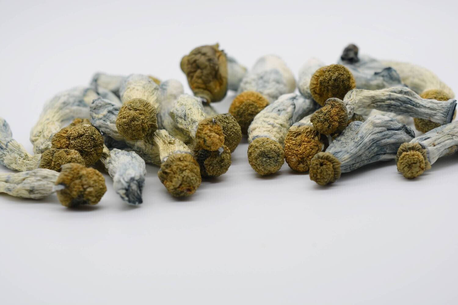 Blue-Goba-Magic-Mushrooms Buy Blue Goba Mushrooms Online New Zealand