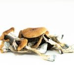 Buy Brazilian Mushrooms Online New Zealand