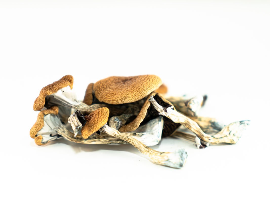 Brazilian-Magic-Mushrooms Buy Brazilian Mushrooms Online New Zealand