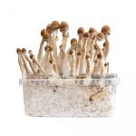 Buy Burmese Mushroom Grow kit online New Zealand