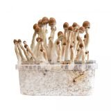 Buy Burmese Mushroom Grow kit online New Zealand