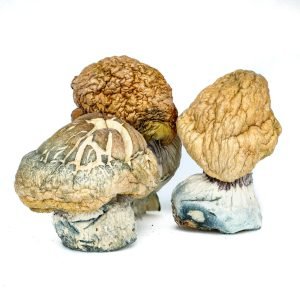 Burmese Mushrooms for sale online New Zealand