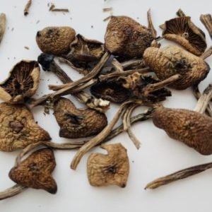 Buy Wavy Caps Mushroom Online New Zealand
