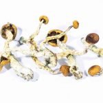 Creeper Mushrooms For Sale Online New Zealand