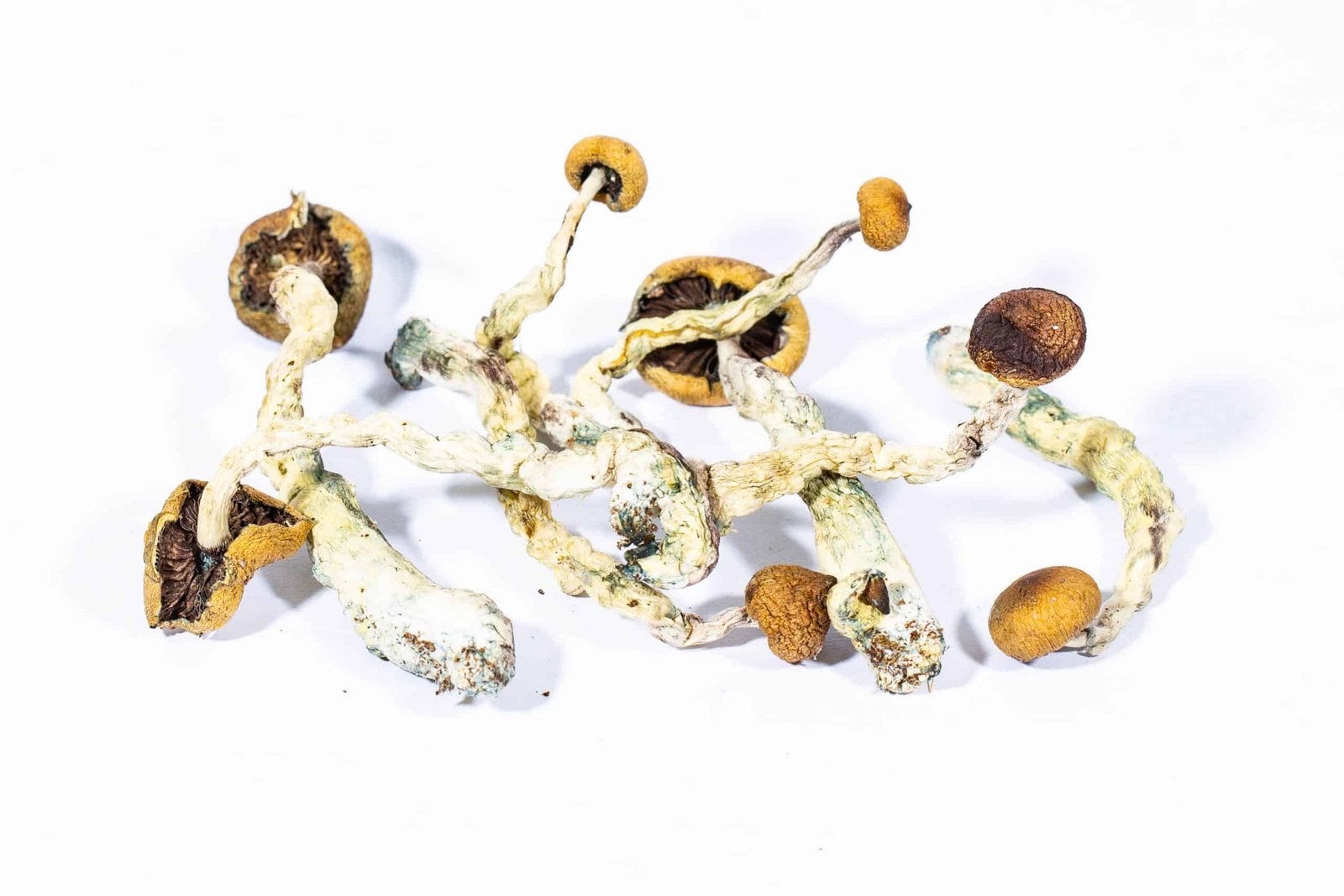 Creeper-Magic-Mushroom Creeper Mushrooms For Sale Online New Zealand