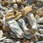 Buy Ecuadorian Mushrooms Online New Zealand