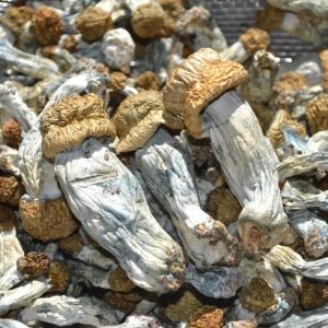 Buy Ecuadorian Mushrooms Online New Zealand