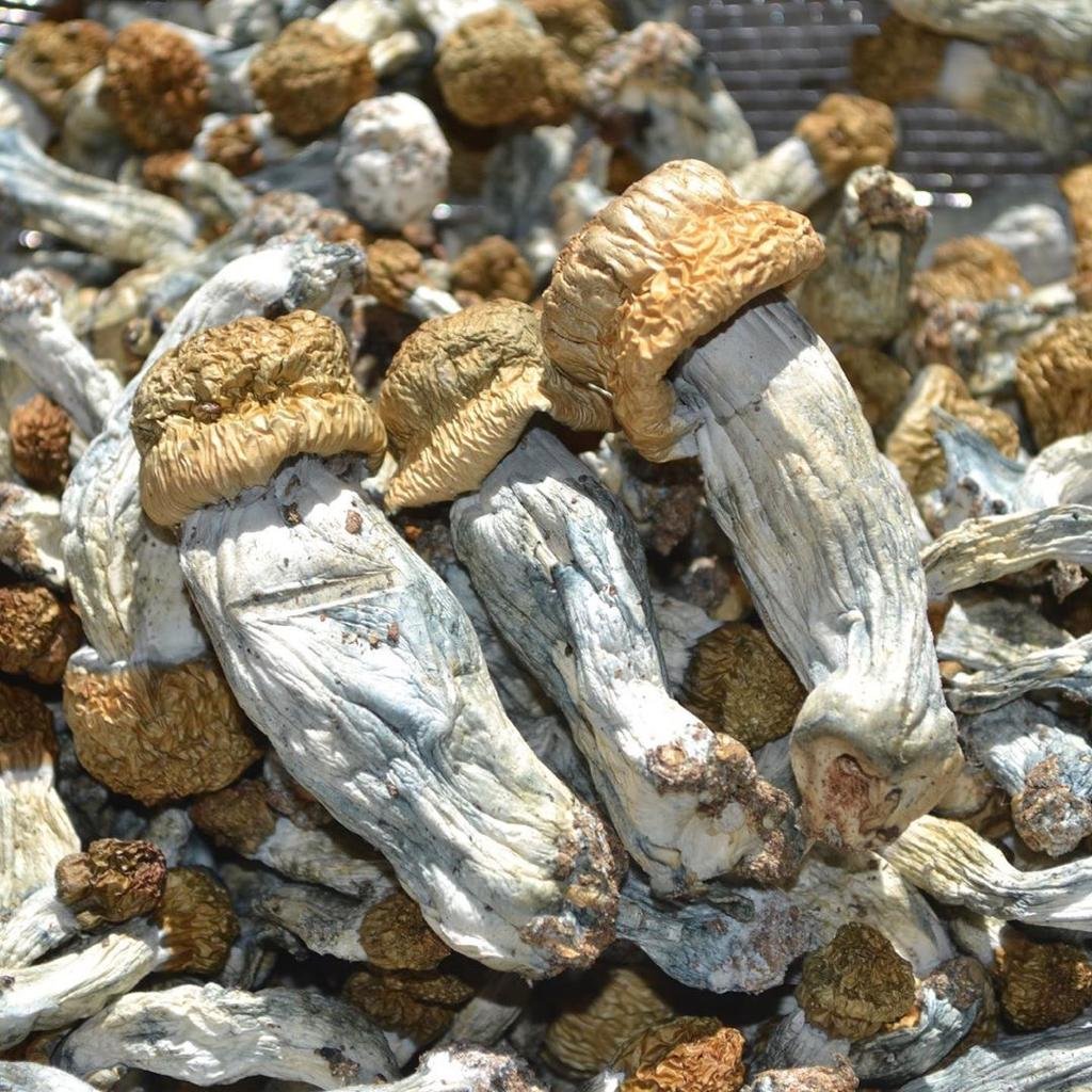 Ecuador-Magic-Mushroom Buy Ecuadorian Mushrooms Online New Zealand
