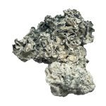 Enigma Mushrooms For Sale Online New Zealand