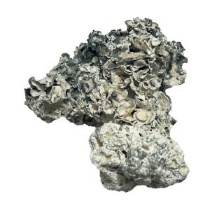 Enigma Mushrooms For Sale Online New Zealand