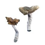 Buy Florida White F+ Mushrooms Online New Zealand