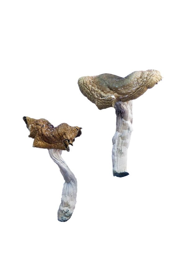 F-Magic-Magic-Mushrooms Buy Florida White F+ Mushrooms Online New Zealand