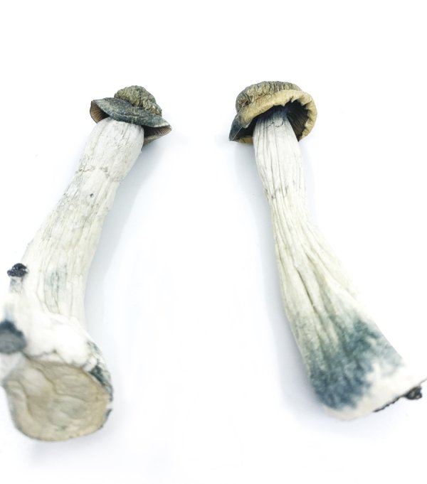 Flying-Saucer-1-600x681 Buy Flying Saucer mushrooms online New Zealand