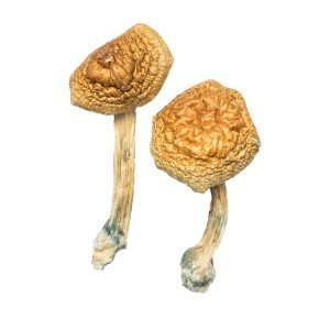 Buy Golden Mammoth Mushroom Online New Zealand