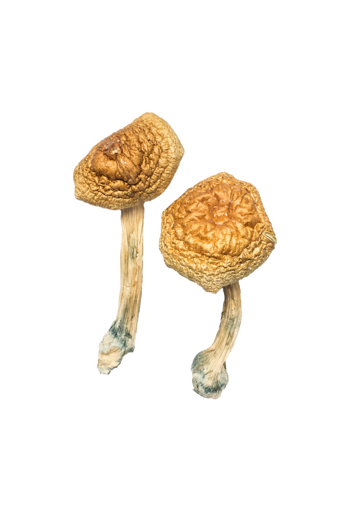 Golden-Mammoth-Magic-Mushroom Buy Golden Mammoth Mushroom Online New Zealand