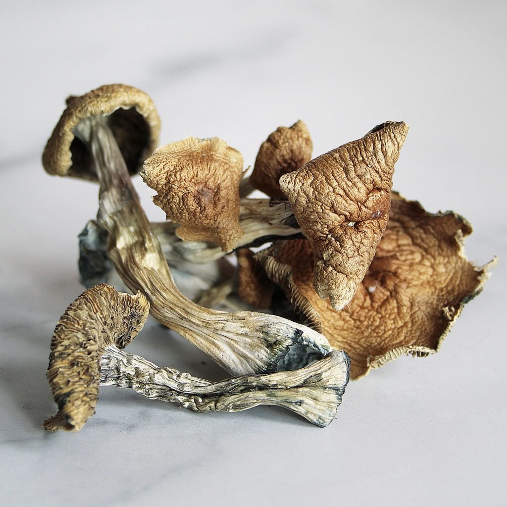 Golden-Teacher-1024x1024 Buy Golden Teacher Mushrooms Online New Zealand