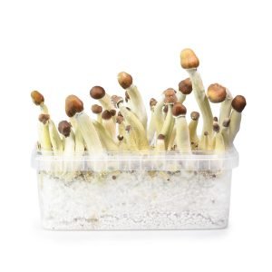 Buy Columbian Mushroom Grow Kit online New Zealand