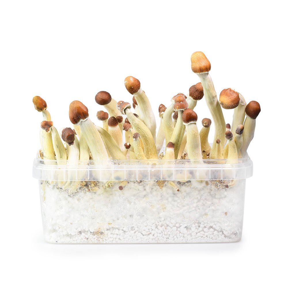 Buy Columbian Mushroom Grow Kit online New Zealand
