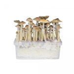 Buy Hawaiian Mushroom Grow Kit online New Zealand