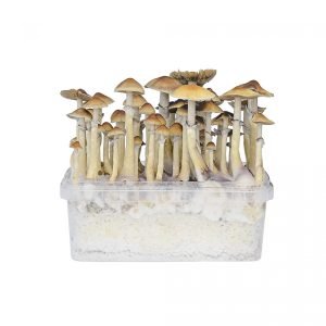 Buy Hawaiian Mushroom Grow Kit online New Zealand