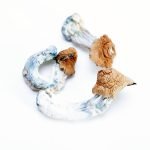 Huautla Mushrooms for sale online New Zealand