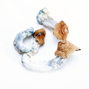 Huautla Mushrooms for sale online New Zealand
