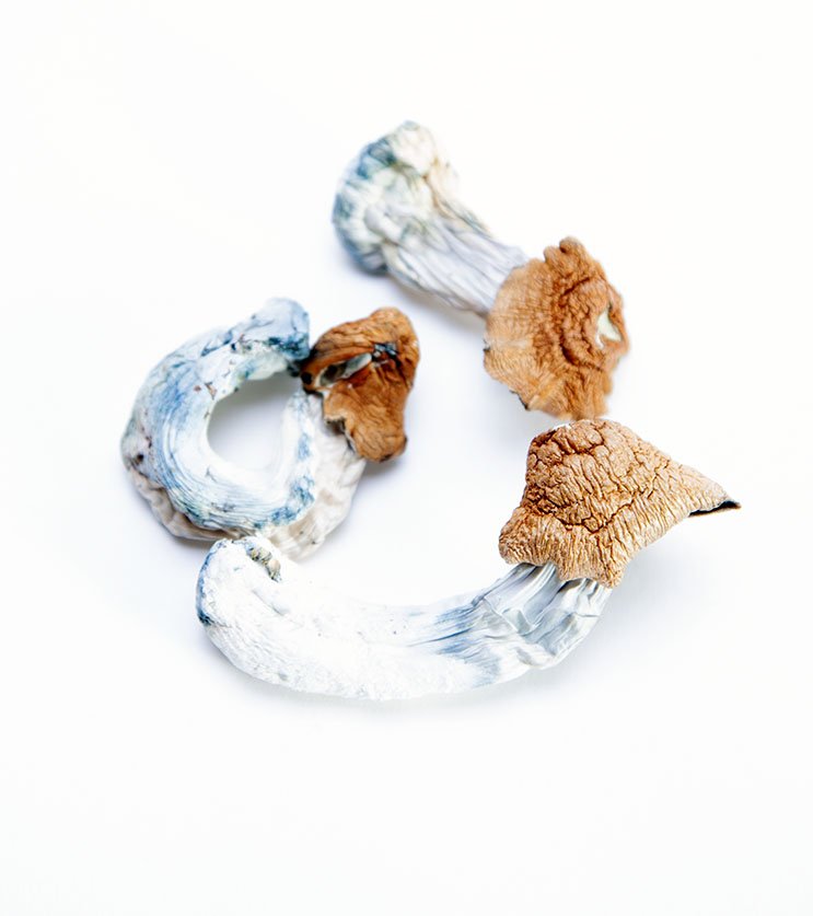 Huautla-Magic-Mushrooms Huautla Mushrooms for sale online New Zealand
