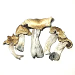 Koh Samui Mushrooms for sale online New Zealand