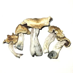 Koh Samui Mushrooms for sale online New Zealand