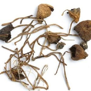 Buy Liberty Caps Mushroom Online New Zealand
