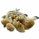 Lizard King Mushroom for sale online New Zealand