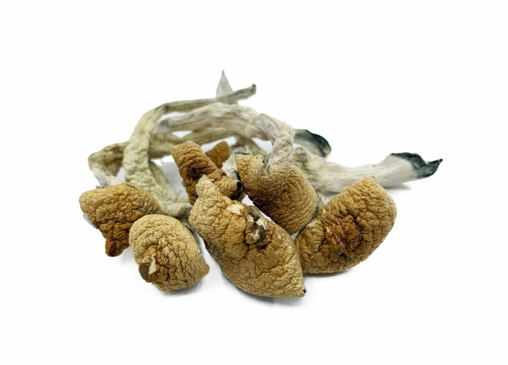 Lizard-King-Magic-Mushroom Lizard King Mushroom for sale online New Zealand