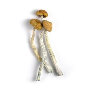 Malabar Mushroom for sale online New Zealand