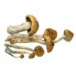 McKennaii Mushroom for sale online New Zealand