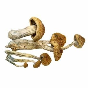 McKennaii Mushroom for sale online New Zealand