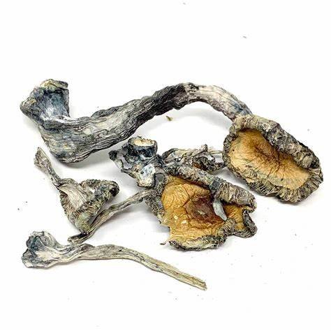 OIP.AF9zbB62KvRoRKnUvfW8kAHaHa Buy Blue Meanie Mushrooms Online New Zealand