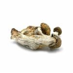 Melmac mushroom for sale online New Zealand